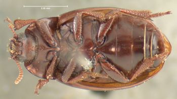 Media type: image;   Entomology 4688 Aspect: habitus ventral view